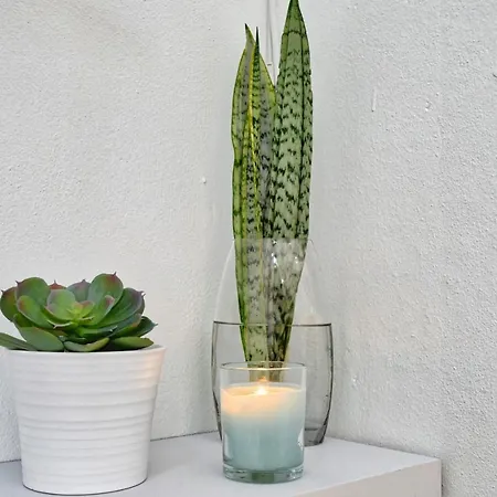 Appartement Vista Mar, A In Madeira